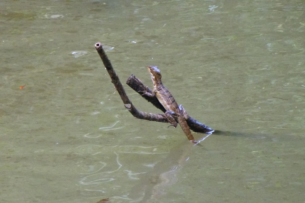 Jesus Lizard - it ran clear across the water! :D