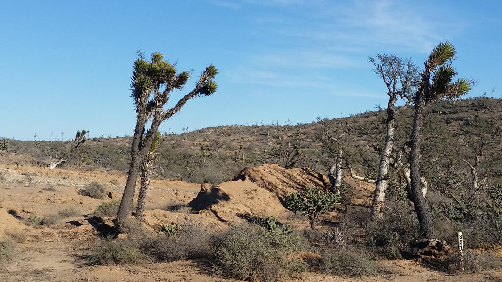 The desert was full of the coolest, weirdest trees.