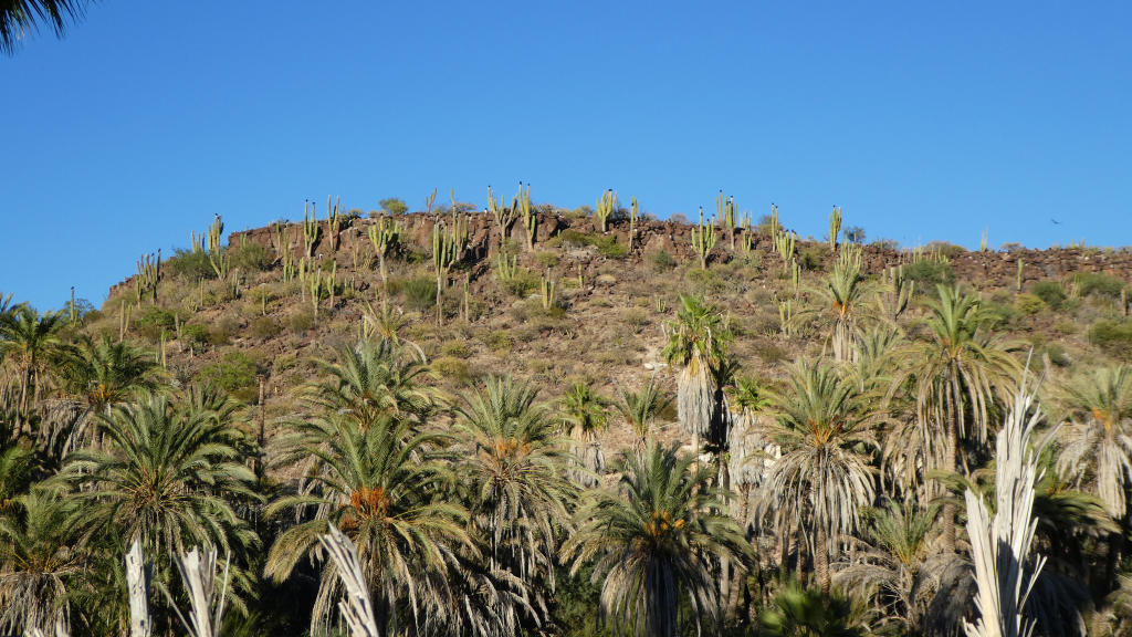 So typical Baja with cacti and palm trees!