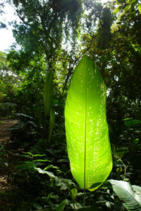 Light filtering through a leaf in the rainforest